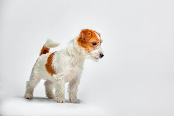 jack russell terrier puppy on white background, copy space - newborn animal audio imagens e fotografias de stock