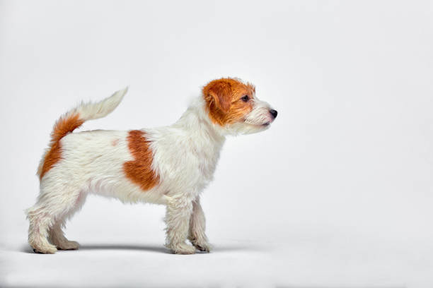 jack russell terrier puppy on white background, copy space - newborn animal audio imagens e fotografias de stock