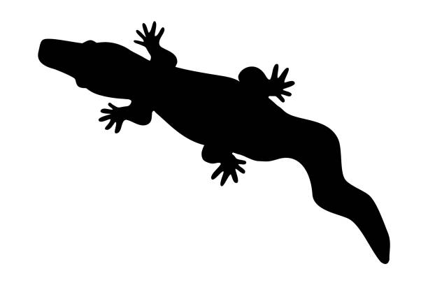 Black silhouette of crocodile isolated on white background. vector art illustration