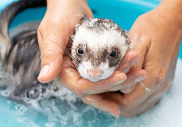 istock Pet Ferret enjoying a indoor bath. 1344121514