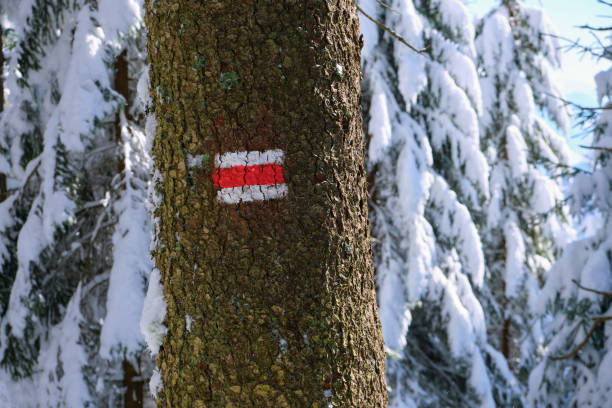 istock Pine trees with red direction markings for hikers covered with fresh fallen snow in winter mountain forest on cold bright day. 1344122573