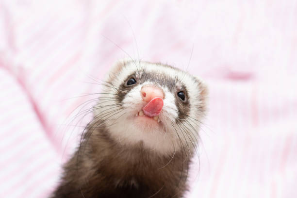istock The cute funny ferret portrait 1344122604