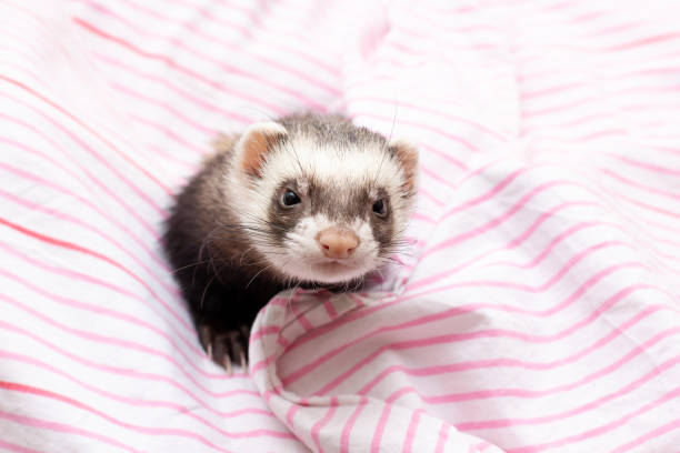 istock The cute ferret with pink scarf 1344122795