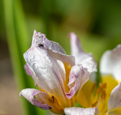 Flowers in the garden