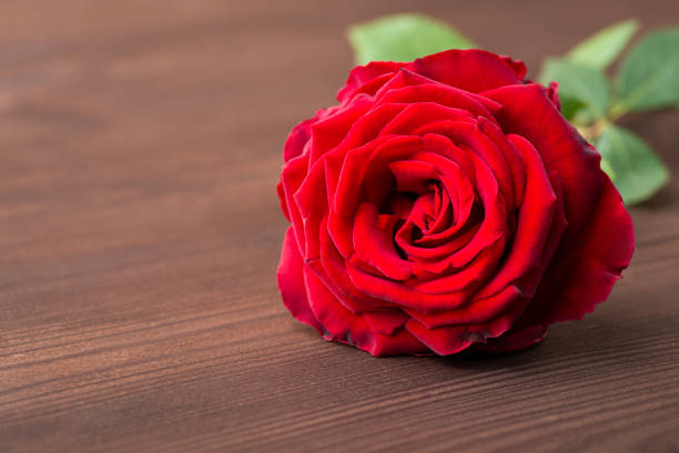 istock One rose on wooden background 1344123635