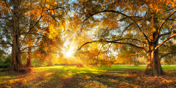istock Beautiful large trees in a park in autumn 1344124184