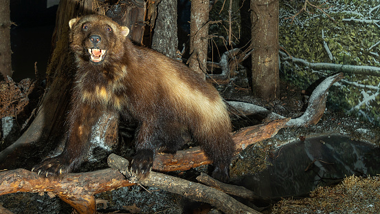 Stuffed adult wolverine in a fierce pose. Taxidermy of wolverine with brown fur. Animal concept. Image for design.