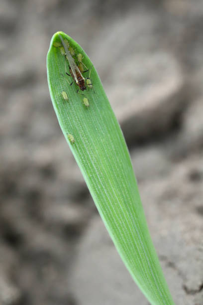 istock Aphids (winged and wingless) colony on winter cereals in autumn. Important pests and disease vectors (BYDV) - causing by viruses . 1344127450