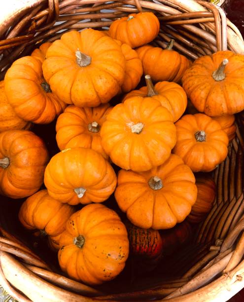 Miniature Pumpkins in Wicker Basket A pile of miniature pumpkins piled in a brown wicker basket make a festival autumn or Halloween decoration. miniature pumpkin stock pictures, royalty-free photos & images