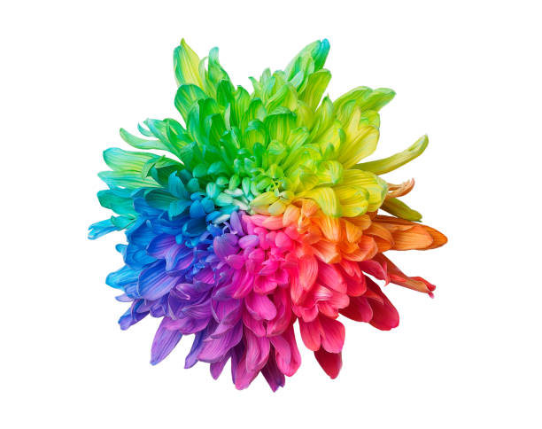 istock One colored chrysanthemum on white background, front view, isolated. 1344130095
