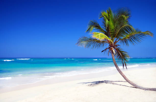 istock Tropical pristine beach with coconut palm 1344130178