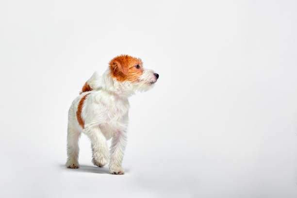 jack russell terrier puppy on white background, copy space - newborn animal audio imagens e fotografias de stock