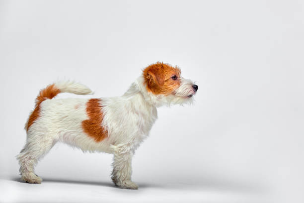 jack russell terrier puppy on white background, copy space - newborn animal audio imagens e fotografias de stock