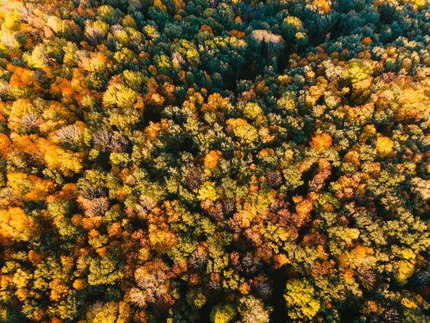 istock View of the forest 1344133612