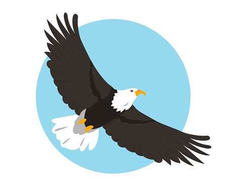 Bald Eagle flying in sky. Bird icon isolated on background. North American eagle for Nature, bird watching and ornithology design. Vector cartoon or flat illustration.