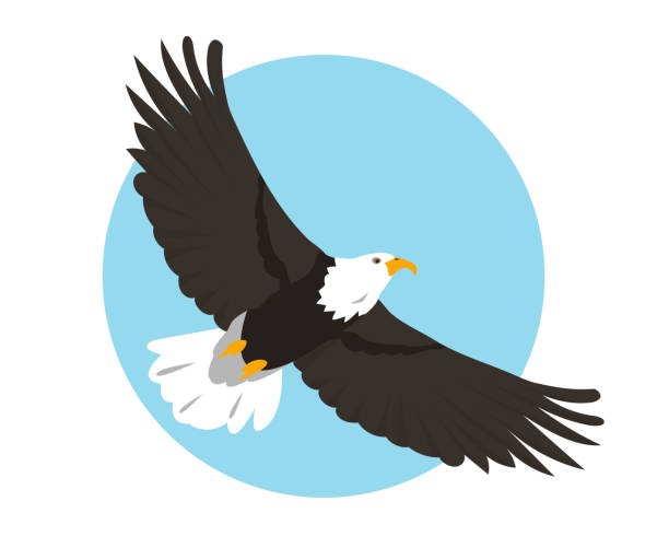 North American Bald Eagle flying in sky. Bird icon Bald Eagle flying in sky. Bird icon isolated on background. North American eagle for Nature, bird watching and ornithology design. Vector cartoon or flat illustration. eagles stock illustrations