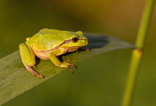 European tree frog (Hyla arborea) sitting on reed.