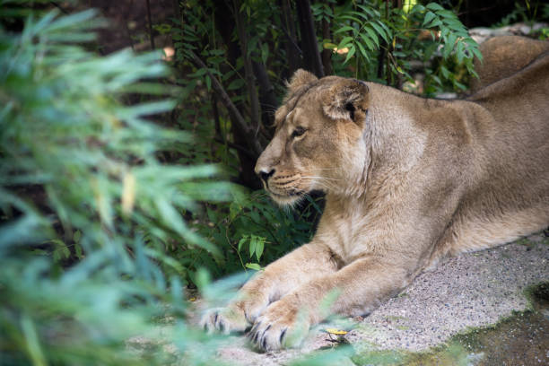 istock wild female lion lying in a zoologic park 1344137870