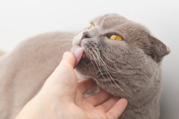 istock Cat licking finger of human hand on white background. 1344138795