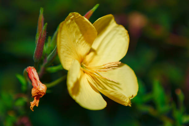 close up on blooming pink evening primrose