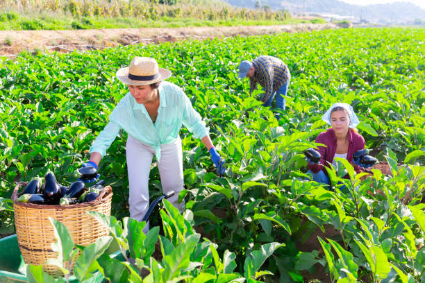 istock Three hardworking farmers harvest ripe eggplants 1344138984