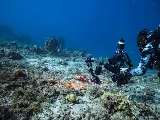 Seascape with a professional diver, underwater cinematographer filming Hawksbill Sea Turtle in the turquoise water of coral reef of Caribbean Sea, Curacao stock photo