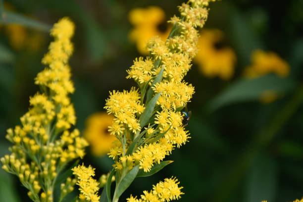 istock A fly sits on a blooming yellow plant with small flowers. 1344141364