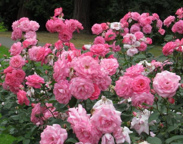 istock Gorgeous Bright Closeup Pink Roses Blossom In Suymmer 1344141792