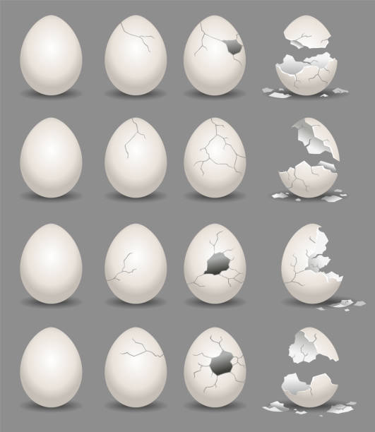 illustrazioni stock, clip art, cartoni animati e icone di tendenza di uova incrinate. fasi di cracking del guscio d'uovo. set di uova di gallina realistiche con guscio d'uovo rotto. elementi di design di fragili uova rotte - guscio duovo