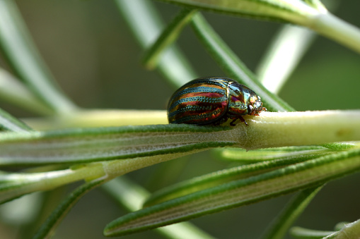 Close up of Japanese beetle, Popillia japonica or Popilla japonica, a scarab beetle, on daisy fleabane (Erigeron strigosus). Very shallow depth of field. Iowa, USA.
