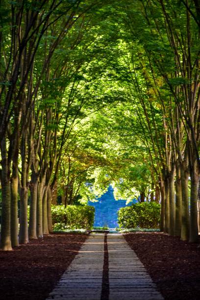 Beautiful tree canopy covering a pedestrian walkway in the park