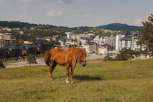 Brown horse grazing in a meadow, city in the background with cloudy sky