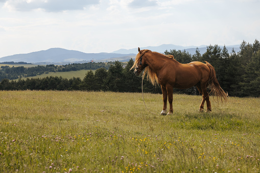 Beautiful horse Zemaitukas on the grass in summer