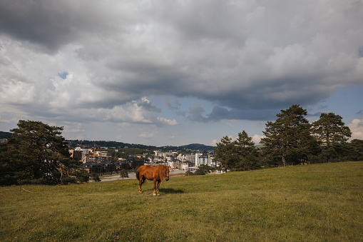 Brown horse grazing in a meadow, city in the background with cloudy sky