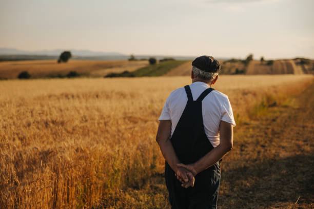 istock Senior farmer walking and examining his plants 1344146526