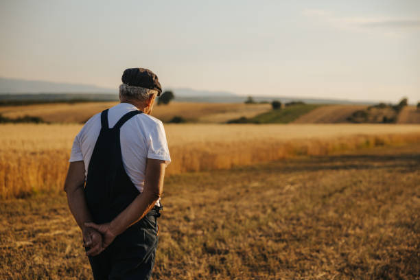 istock Back view of senior farmer walking down the grain field 1344146536