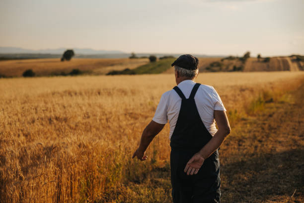 istock Senior farmer walks and supervises his wheat field 1344146537