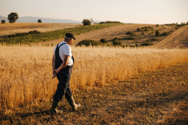 istock Senior farmer walks and supervises his wheat field 1344146587