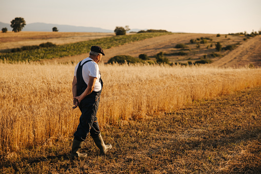 Senior farmer walking and supervising his wheat or barley field before summer harvest