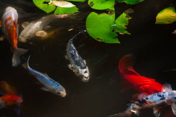 istock Koi Fish Swimming In A Koi Pond 1344147801