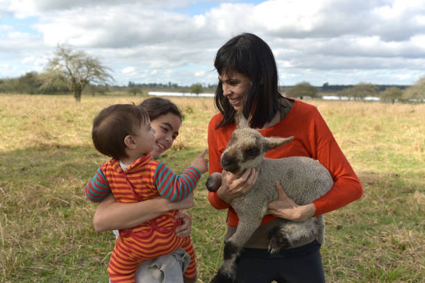 Two cute young lambs in a Scottish field in late March.