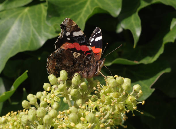 Red admiral on ivy blossoms stock photo