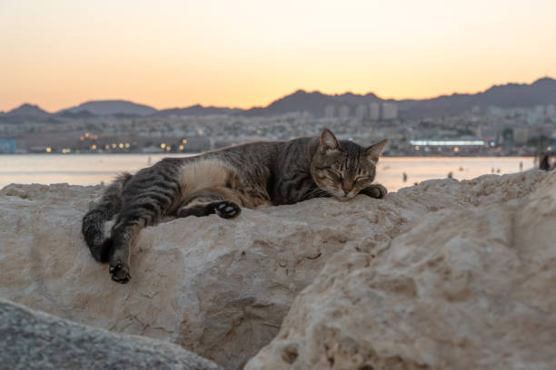Stray cat laying on a boulder at sunset in Eilat, Israel