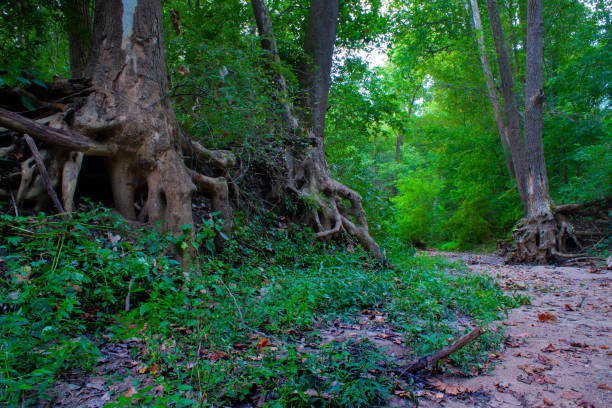 istock Rooty Sycamore Trees In A Dry Illinois Creek Bed 1344155150