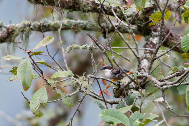 istock Bird : adult female Himalayan box (box nipalensis). 1344155198