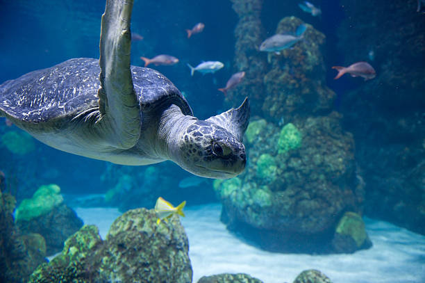 Sea Turtle Closeup Swimming and Blowing Bubbles.  Scuba diving on a coral reef in the ocean.  Tropical clear blue water and turtle swimming right out in front left bottom.  Copy space and blue overall color with other colorful reef fish.  Captured as a 14-bit Raw file. Edited in ProPhoto RGB color space.