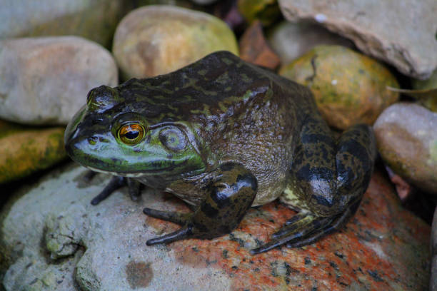 istock Big American Bullfrog Sitting On A Rock 1344156684