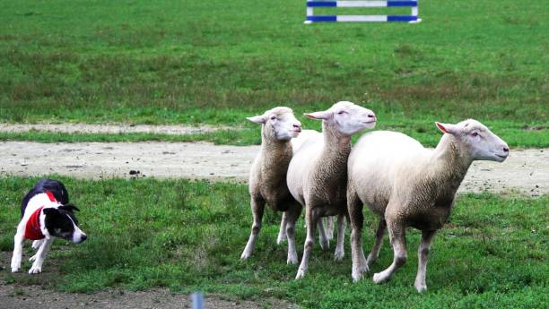 istock Sheep in Village 1344156782