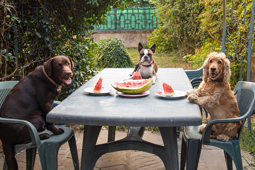 three dogs, Labrador, Cocker spaniel and Boston terrier at a large table eating watermelon in the garden, comic photo