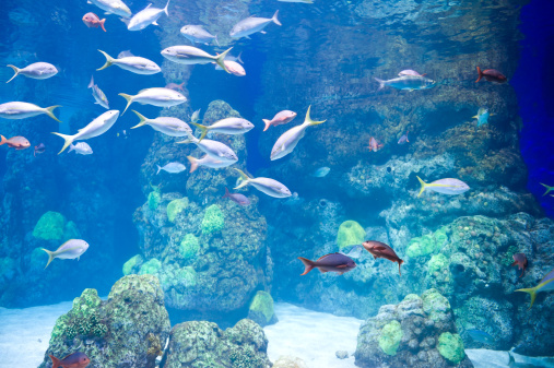 Fish in Aquarium.  Various species of saltwater fish in coral fish aquarium.  Captured as a 14-bit Raw file. Edited in ProPhoto RGB color space.